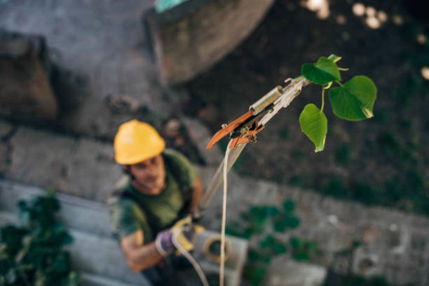 The Steps Involved in Our Tree Care Process in Reston, VA